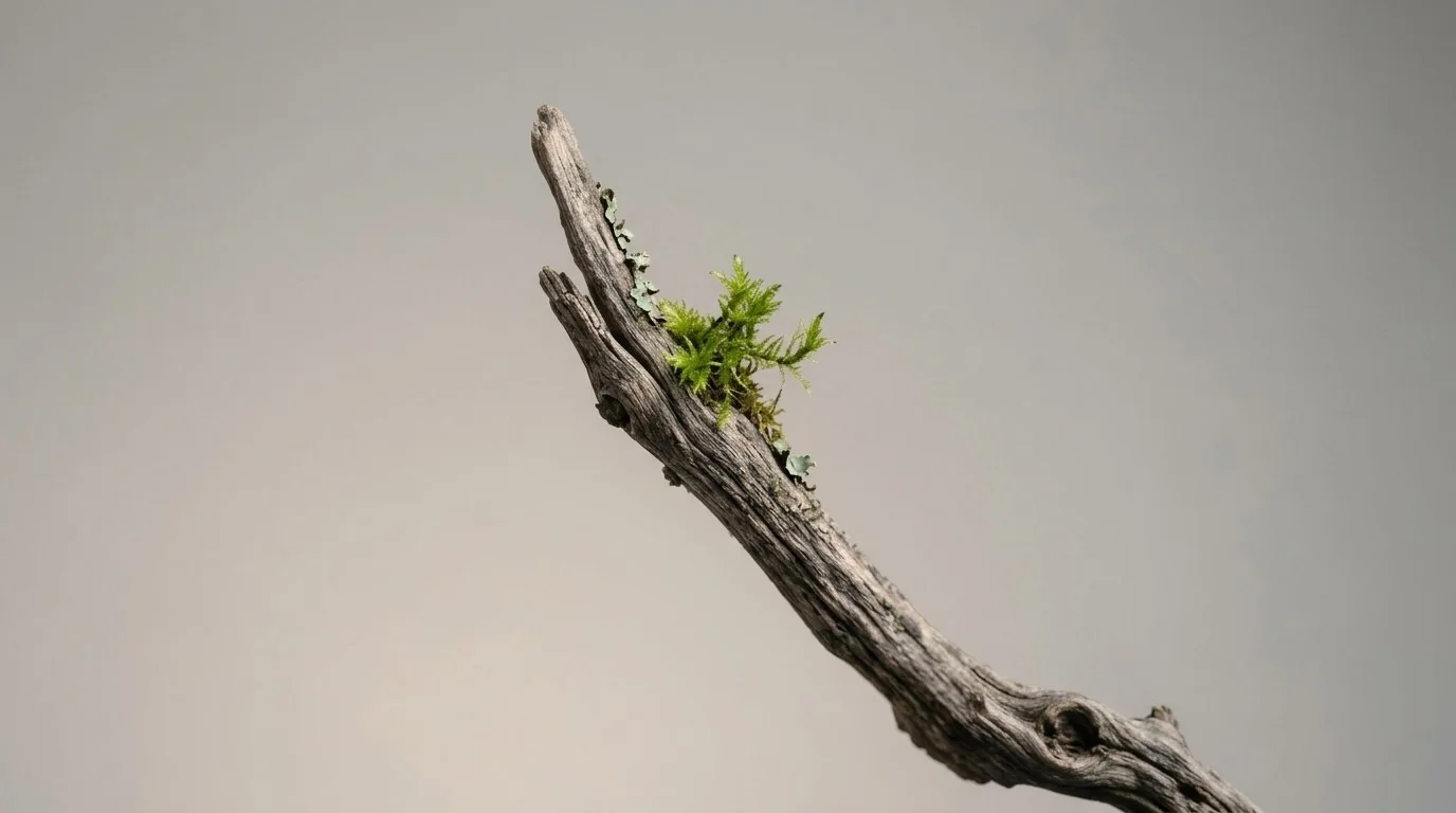 A weathered branch carrying fresh fern growth against an open sky